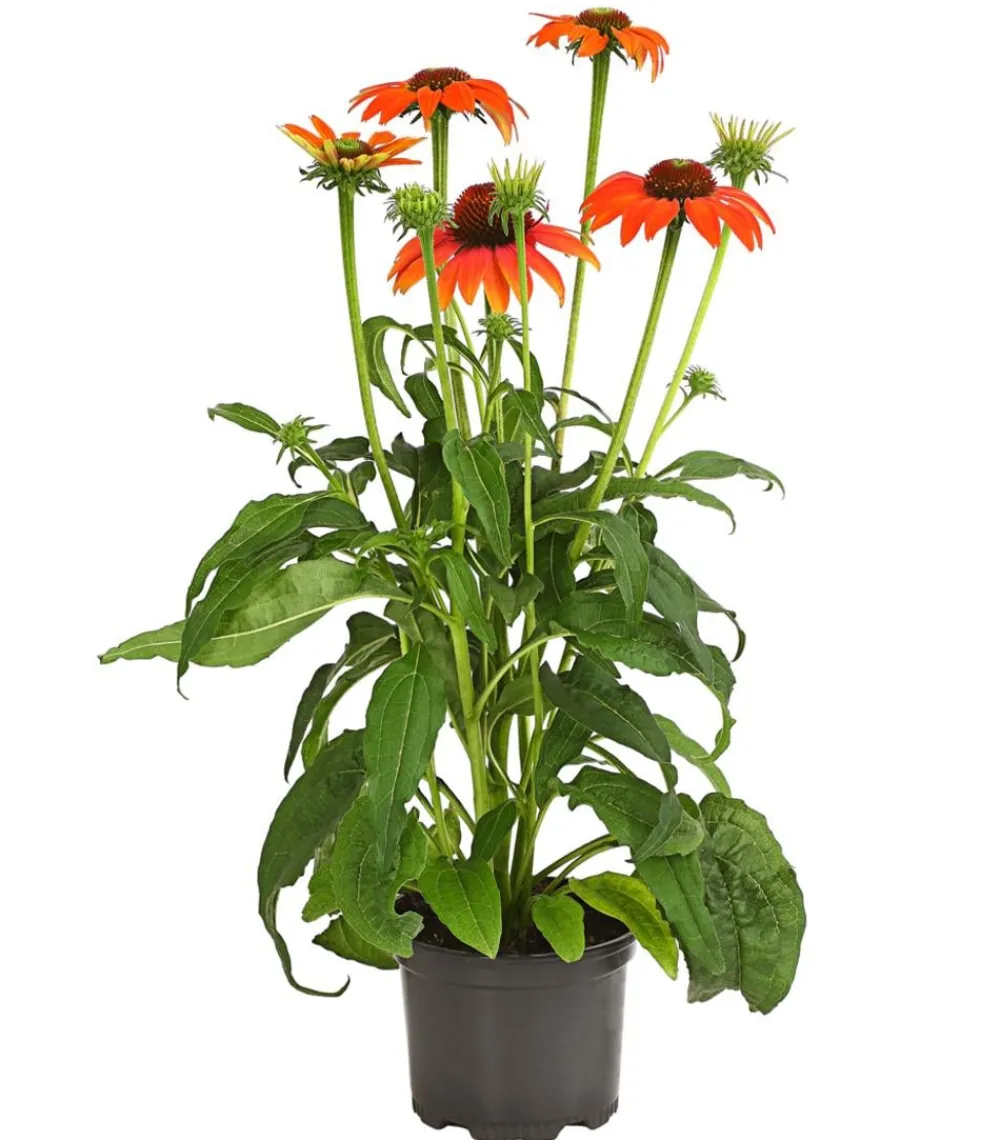 Dehner Garten-Scheinsonnenhut 'Cheyenne Spirit' New