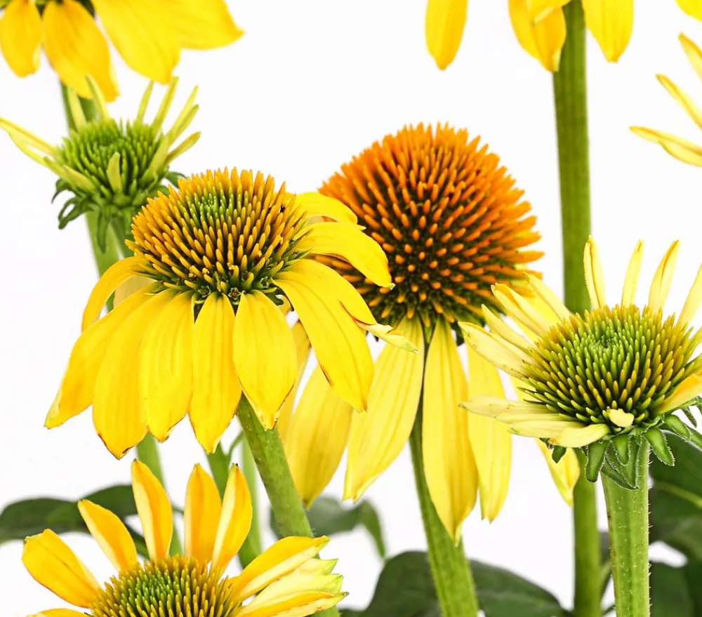 Dehner Garten-Scheinsonnenhut 'Cheyenne Spirit' New
