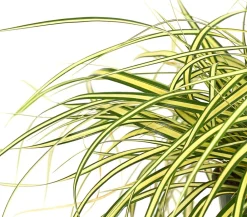 Herbstzauber Gräser > Garten-Segge 'Evergold'