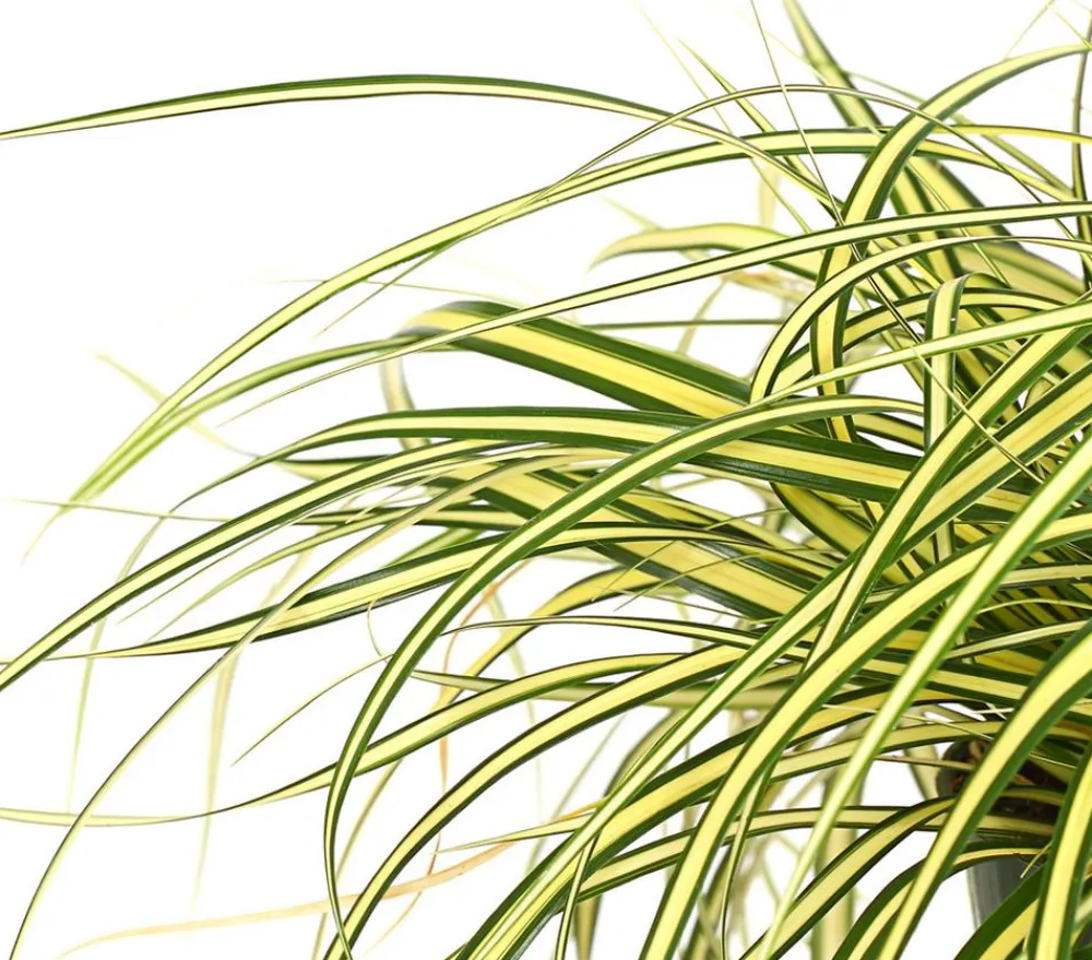 Herbstzauber Gräser > Garten-Segge 'Evergold'