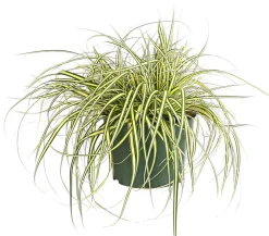 Herbstzauber Gräser > Garten-Segge 'Evergold'