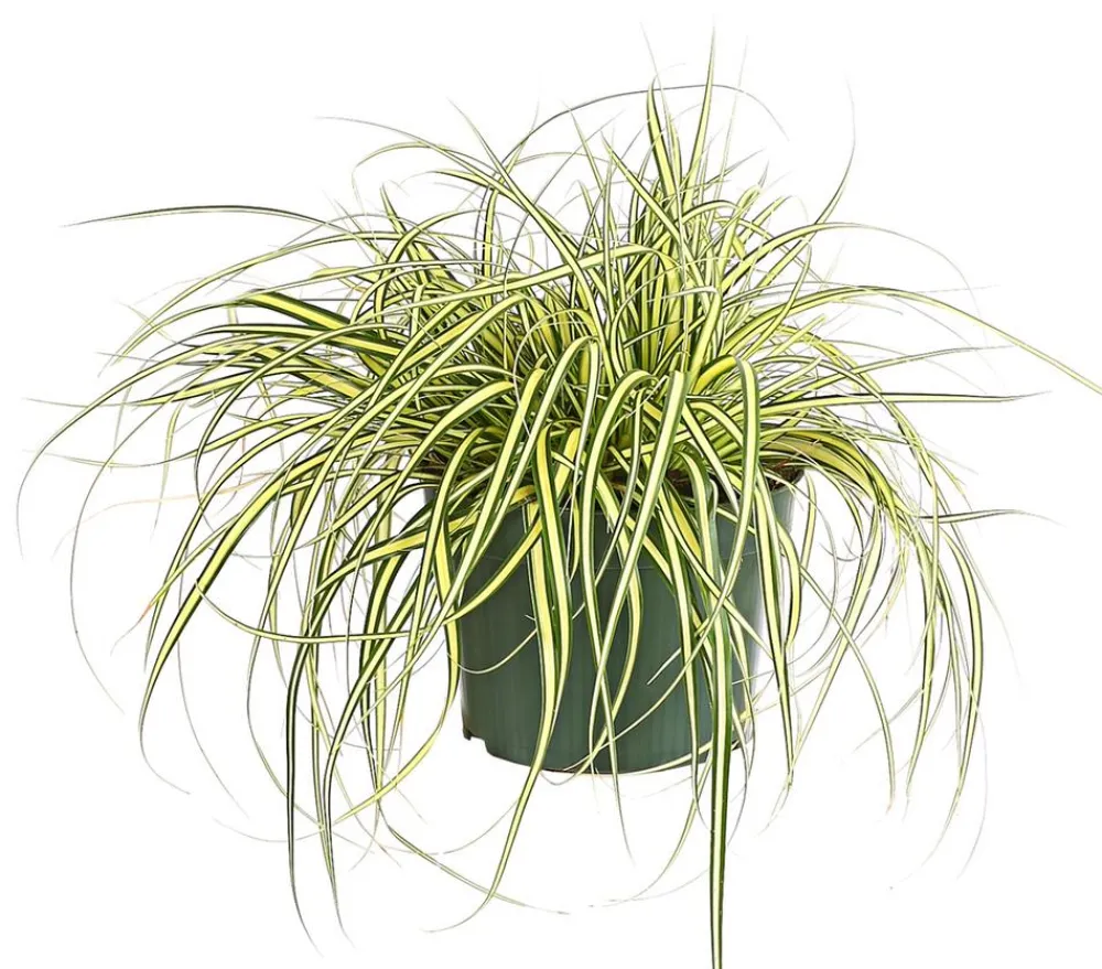 Herbstzauber Gräser > Garten-Segge 'Evergold'