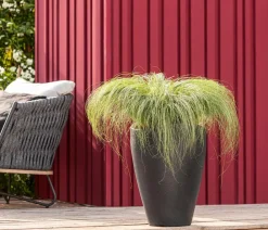 Dehner Gräser - Garten-Segge 'Frosted Curls'