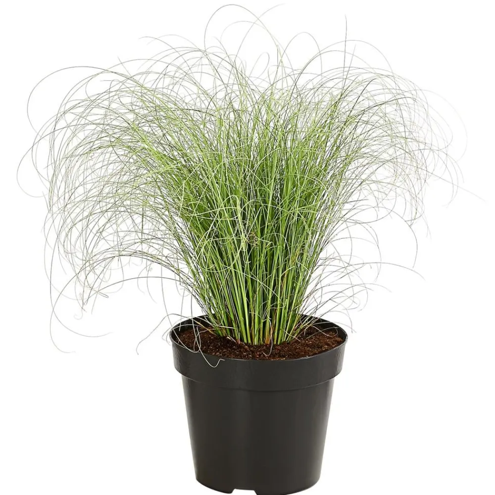 Dehner Gräser - Garten-Segge 'Frosted Curls'