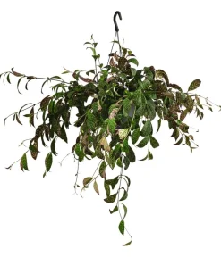 Dehner Hängepflanzen > Gefleckte Schamblume - Aeschynanthus marmoratus, Ampel