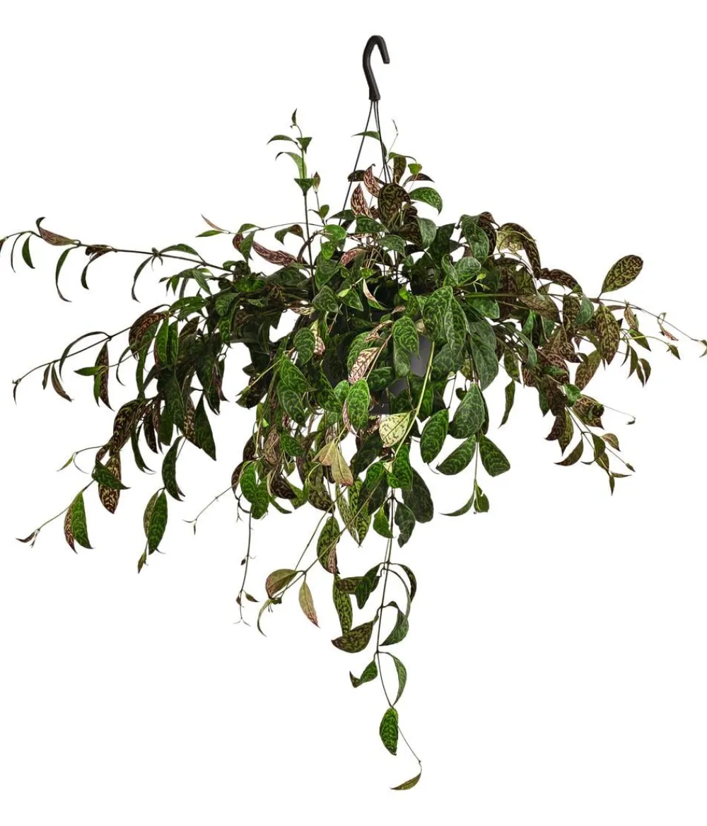 Dehner Hängepflanzen > Gefleckte Schamblume - Aeschynanthus marmoratus, Ampel