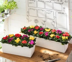 Dehner Grabschmuck & Grabgestaltung - Gefüllte Primel, verschiedene Farben