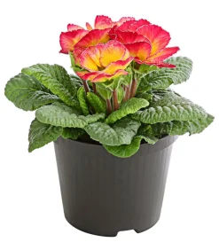Dehner Grabschmuck & Grabgestaltung - Gefüllte Primel, verschiedene Farben