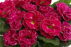 Dehner Grabschmuck & Grabgestaltung - Gefüllte Primel, verschiedene Farben