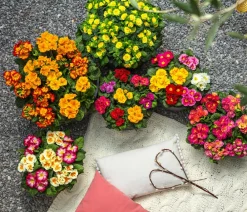 Dehner Grabschmuck & Grabgestaltung - Gefüllte Primel, verschiedene Farben