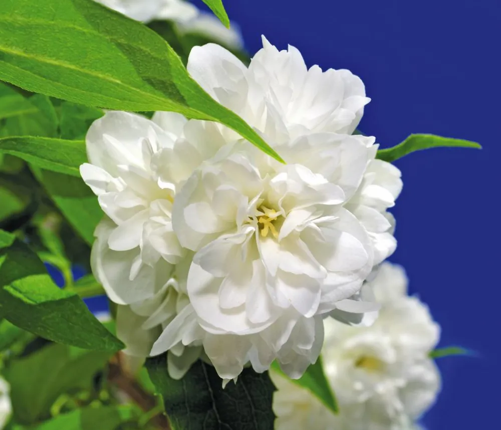 Dehner Gefüllter Gartenjasmin 'Schneesturm' Weiß Online