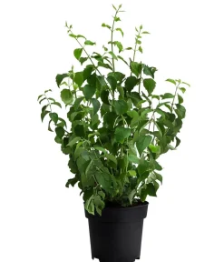 Dehner Gefüllter Gartenjasmin 'Schneesturm' Weiß Online