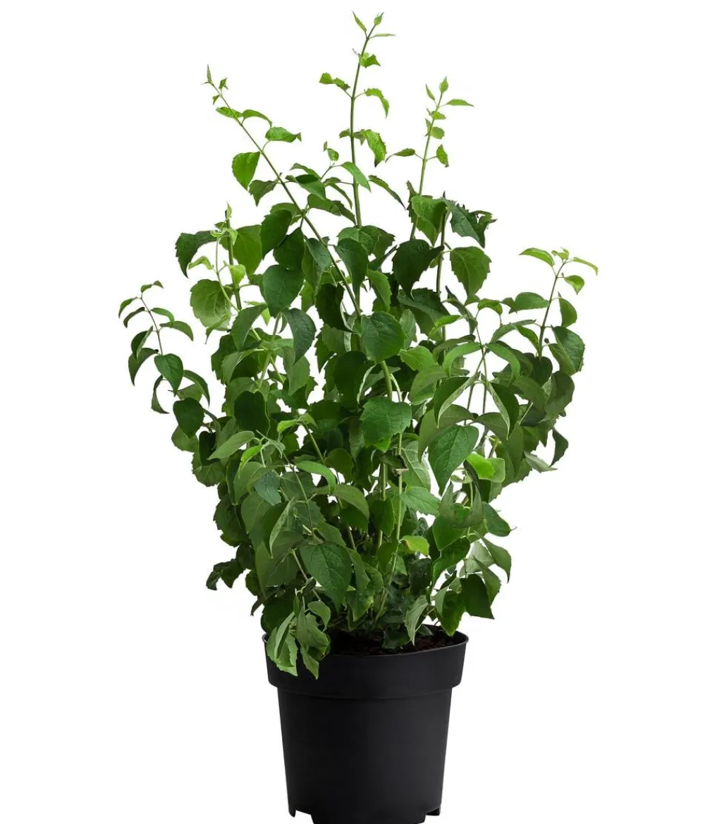 Dehner Gefüllter Gartenjasmin 'Schneesturm' Weiß Online