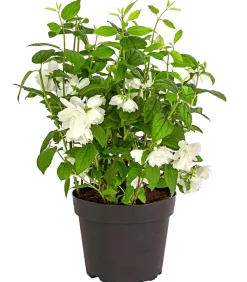 Dehner Gefüllter Gartenjasmin 'Snowbelle' Weiß New