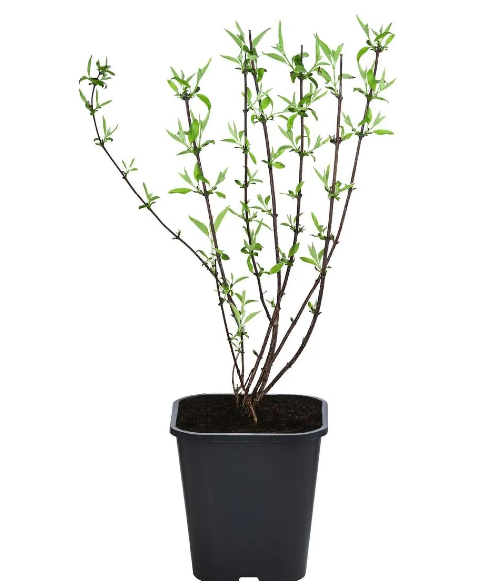 Dehner Laubgehölze|Blühende Sträucher - Gefüllter Gartenjasmin 'Snowbelle' Weiß