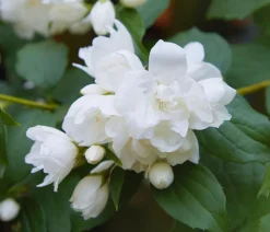 Dehner Laubgehölze|Blühende Sträucher - Gefüllter Gartenjasmin 'Snowbelle' Weiß