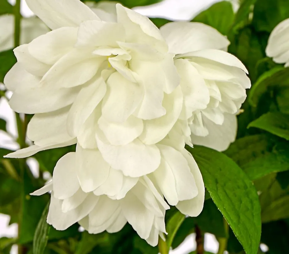 Dehner Laubgehölze|Blühende Sträucher - Gefüllter Gartenjasmin 'Snowbelle' Weiß
