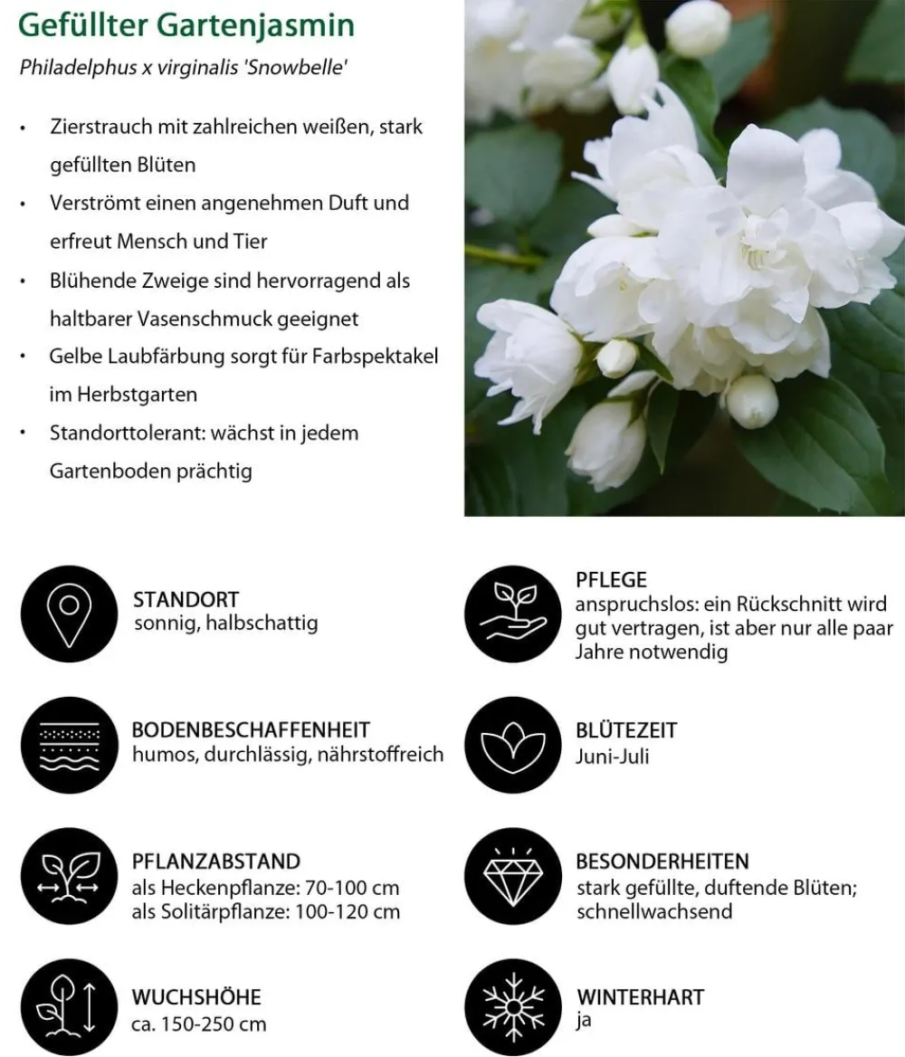 Dehner Laubgehölze|Blühende Sträucher - Gefüllter Gartenjasmin 'Snowbelle' Weiß