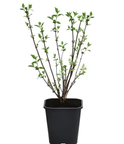 Dehner Laubgehölze|Blühende Sträucher > Gefüllter Gartenjasmin 'Virginal'