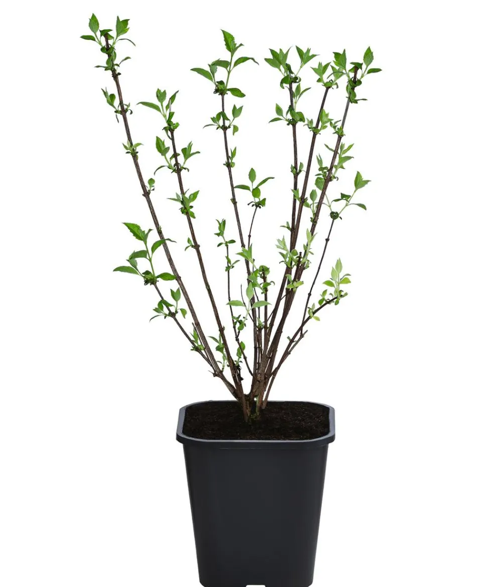 Dehner Laubgehölze|Blühende Sträucher > Gefüllter Gartenjasmin 'Virginal'