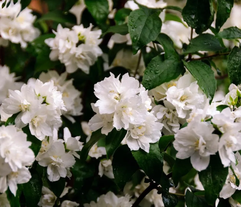 Dehner Gefüllter Gartenjasmin 'Virginal' Weiß Clearance