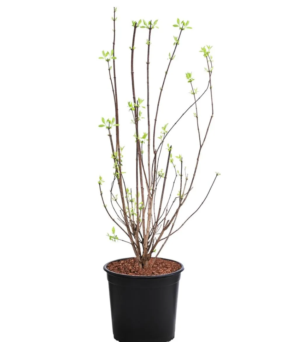 Dehner Gefüllter Gartenjasmin 'Virginal' Weiß Clearance