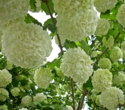 Dehner Laubgehölze|Blühende Sträucher > Gefüllter Schneeball 'Roseum'