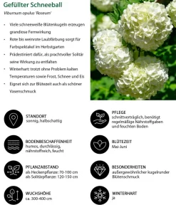 Dehner Laubgehölze|Blühende Sträucher - Gefüllter Schneeball 'Roseum' Weiß