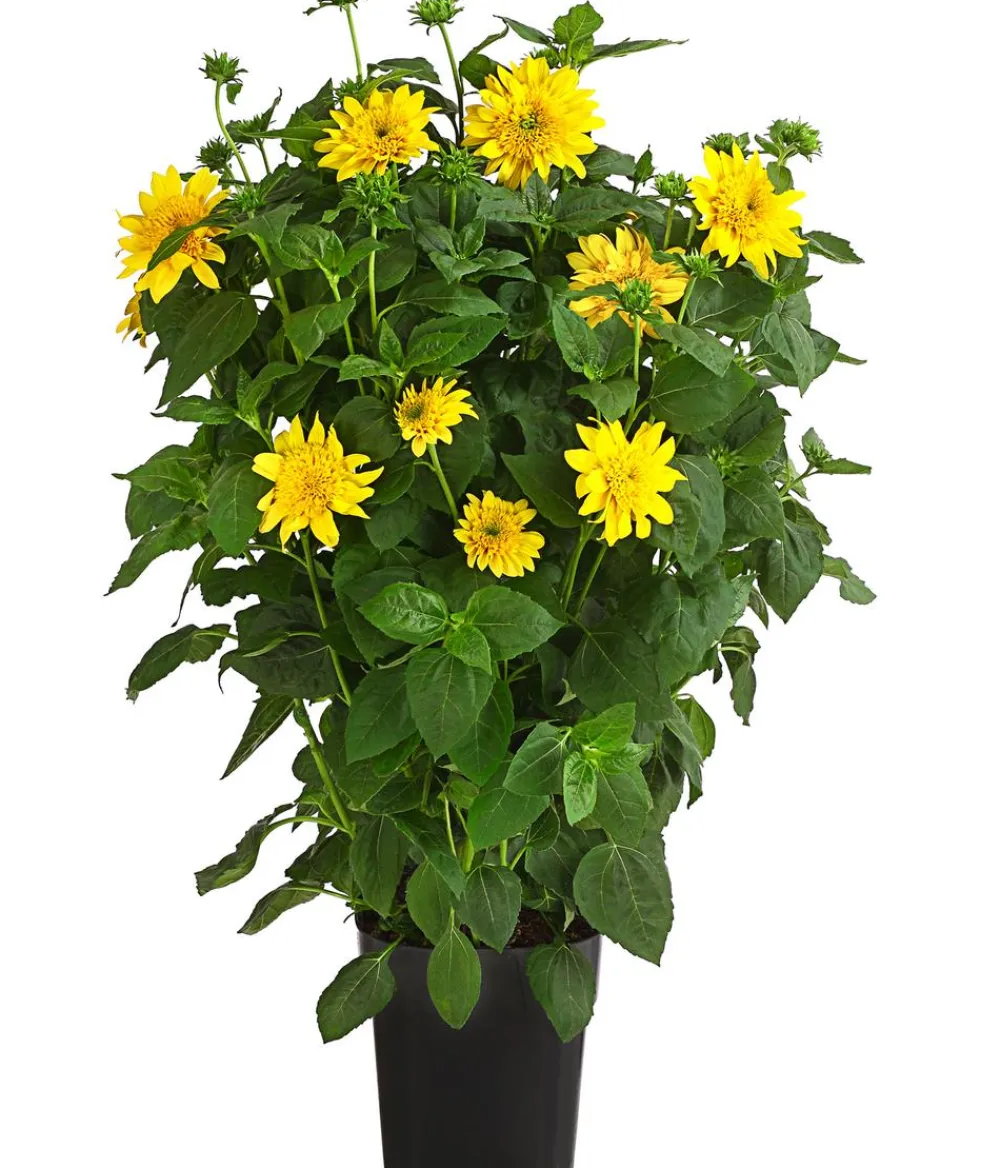 Dehner Sommerstauden > Gefüllte Stauden-Sonnenblume 'Double Whammy'