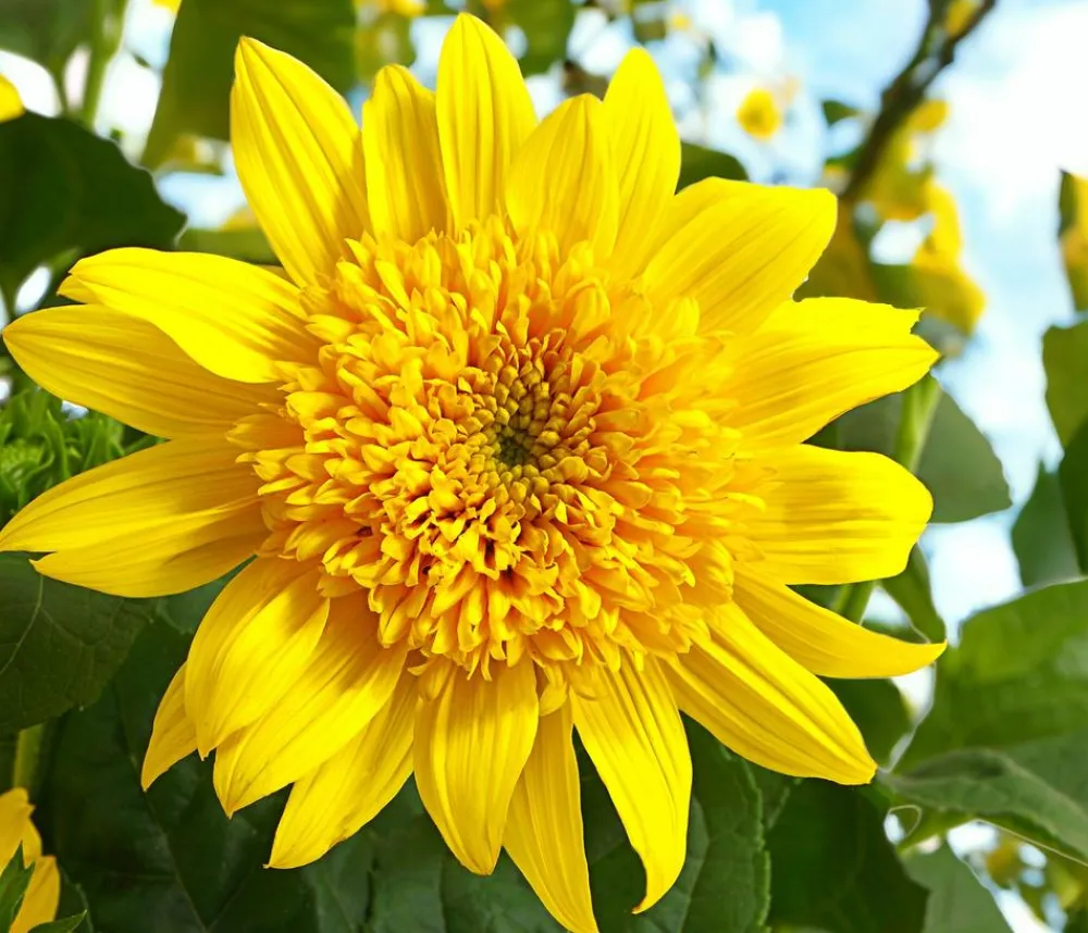 Dehner Sommerstauden > Gefüllte Stauden-Sonnenblume 'Double Whammy'