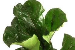 Dehner Grünpflanzen > Geigenfeige - Ficus lyrata