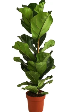 Dehner Grünpflanzen > Geigenfeige - Ficus lyrata