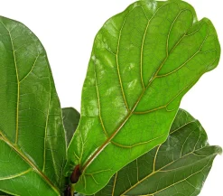 Dehner Grünpflanzen - Geigenfeige - Ficus lyrata Grün