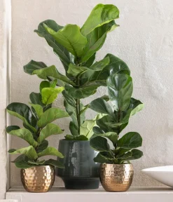 Dehner Grünpflanzen - Geigenfeige - Ficus lyrata Grün