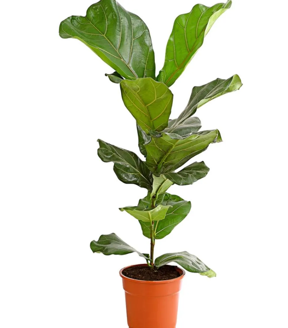 Dehner Grünpflanzen - Geigenfeige - Ficus lyrata Grün