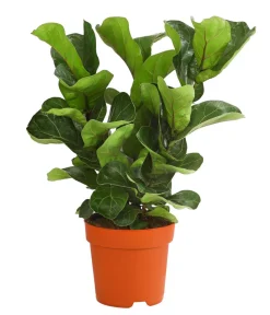 Dehner Grünpflanzen > Geigenfeige - Ficus lyrata 'Bambino', dreitriebig