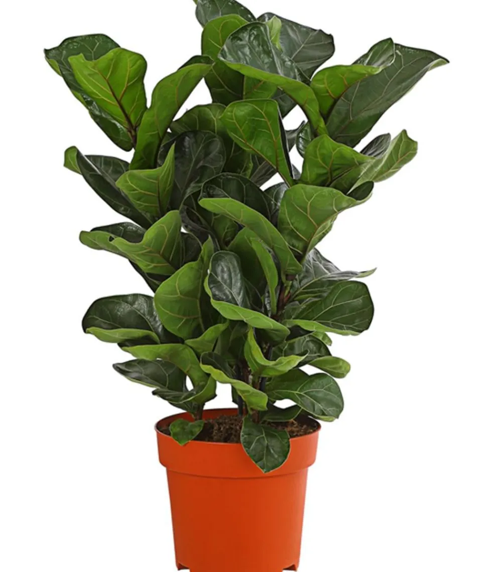Dehner Grünpflanzen|Solitärpflanzen > Geigenfeige - Ficus lyrata, dreitriebig