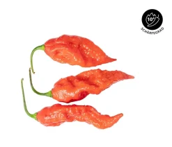 Dehner Peperoni- & Paprikapflanzen > Geisterchili