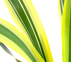 Dehner Steingartenstauden - Gelbbunte Kerzen-Palmlilie 'Variegata'