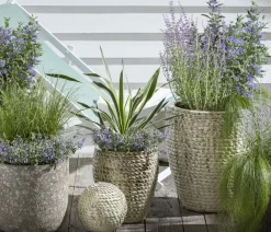 Dehner Steingartenstauden - Gelbbunte Kerzen-Palmlilie 'Variegata'