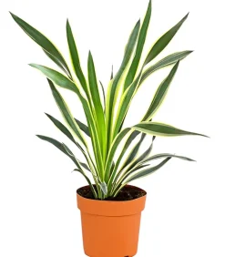 Dehner Steingartenstauden - Gelbbunte Kerzen-Palmlilie 'Variegata'
