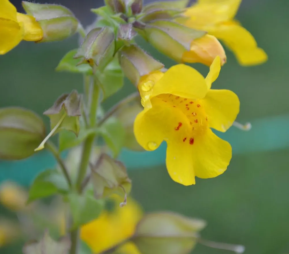 Dehner Aqua e Gauklerblume Gelb Hot