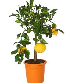 Dehner Zitruspflanzen|Terrassenpflanzen - e Grapefruit Gelb
