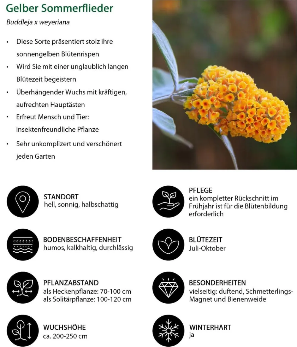 Dehner er Sommerflieder Gelb Online