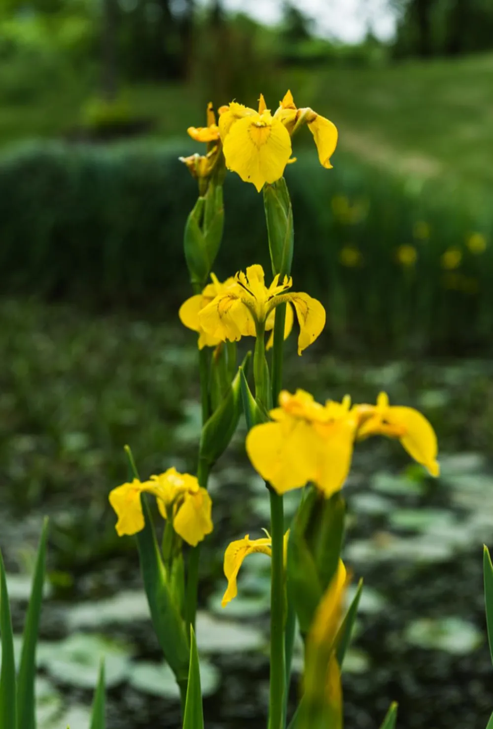 Dehner Aqua Teichpflanzen|Teichpflanzen - e Sumpf-Iris Gelb
