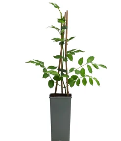 Dehner Kletterpflanzen - e Trompetenblume 'Flava' Gelb