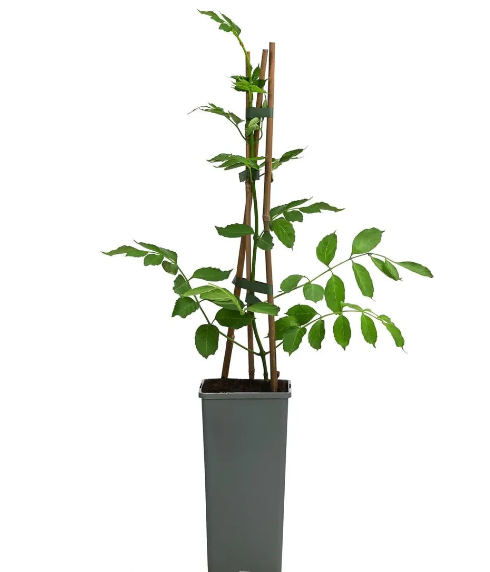 Dehner Kletterpflanzen - e Trompetenblume 'Flava' Gelb