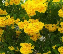 Dehner Kletterpflanzen - e Trompetenblume 'Flava' Gelb