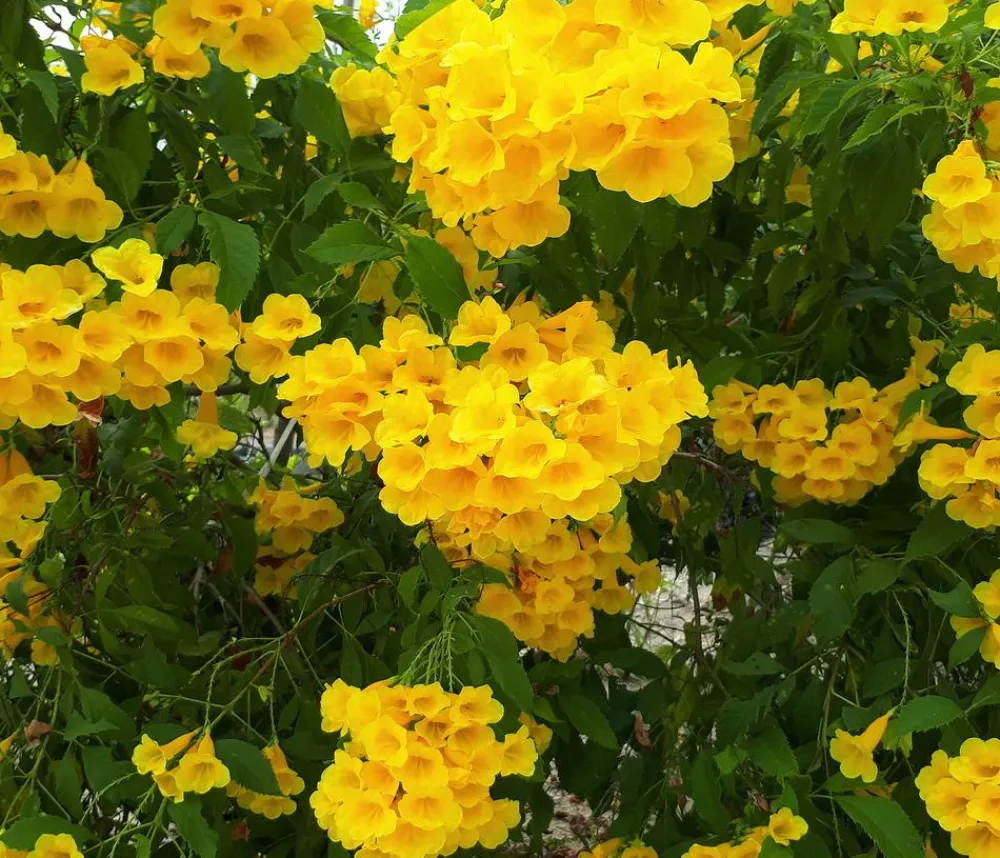 Dehner Kletterpflanzen - e Trompetenblume 'Flava' Gelb