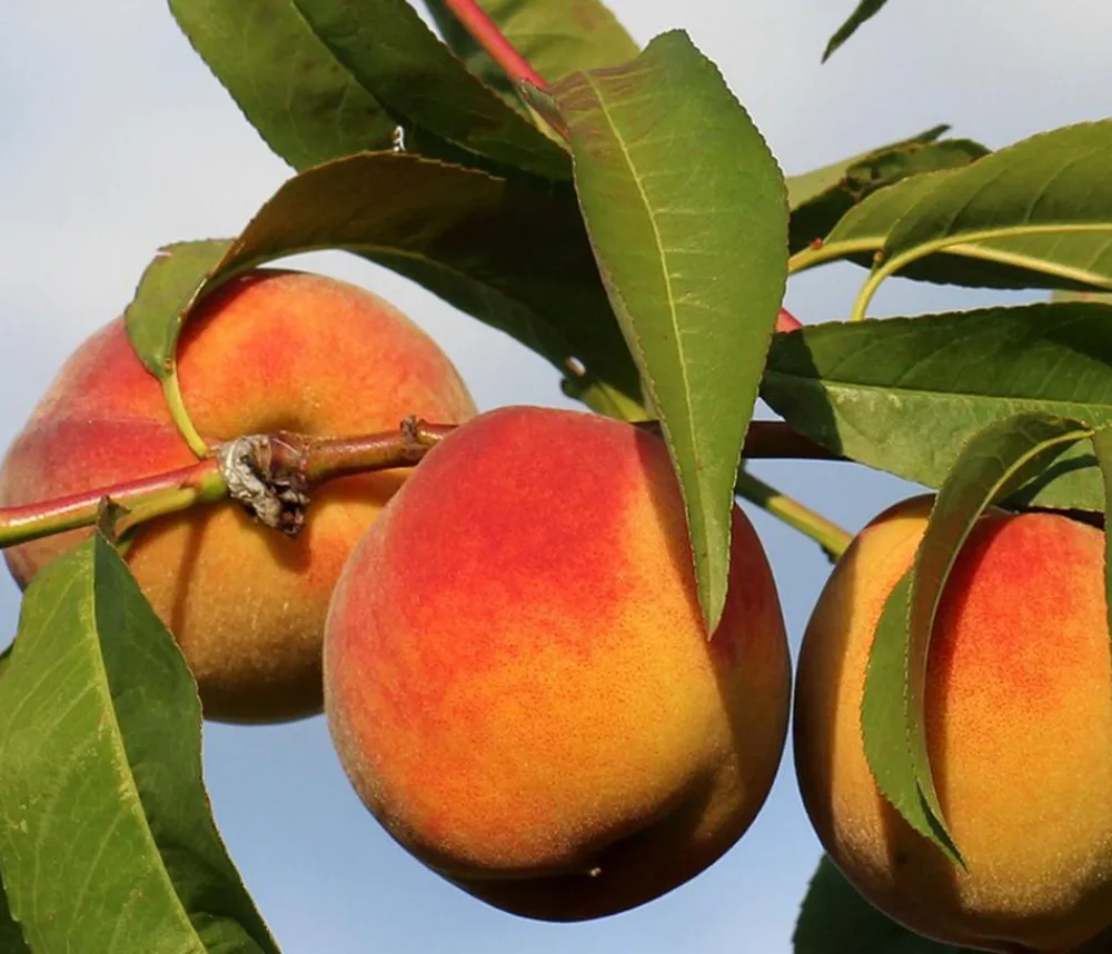 Dehner Obstbäume|Aprikosen- & Pfirsichbäume > Gelbfleischiger Pfirsich